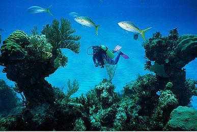 元气小剧场、MiSide 和卡牌探险：雨林迷踪现已参加10月新品节并开放全新Demo